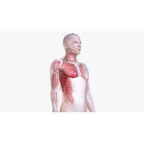 Male Body, Skeleton and Muscles (Low Poly) 3D model